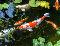 [ẢNH] Top những động vật sống 