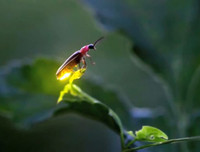 [ẢNH] Bất ngờ trước khả năng tự phát sáng của một số loài sinh vật