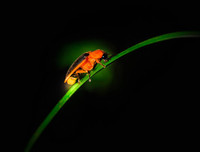 [ẢNH] Bất ngờ trước khả năng tự phát sáng của một số loài sinh vật