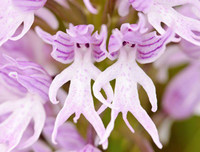 Nổi da gà với các loài thực vật 