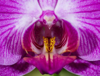 Nổi da gà với các loài thực vật 