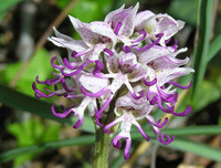 Nổi da gà với các loài thực vật 