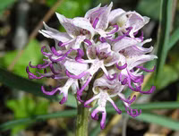 Nổi da gà với các loài thực vật 