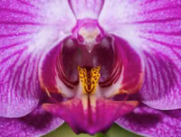 Nổi da gà với các loài thực vật 