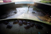 [ẢNH] Bên trong trung tâm nuôi dưỡng loài rùa có nguy cơ tuyệt chủng