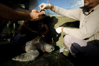 [ẢNH] Bên trong trung tâm nuôi dưỡng loài rùa có nguy cơ tuyệt chủng