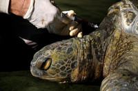 [ẢNH] Bên trong trung tâm nuôi dưỡng loài rùa có nguy cơ tuyệt chủng