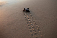 [ẢNH] Bên trong trung tâm nuôi dưỡng loài rùa có nguy cơ tuyệt chủng