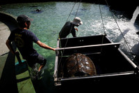 [ẢNH] Bên trong trung tâm nuôi dưỡng loài rùa có nguy cơ tuyệt chủng