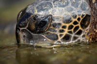 [ẢNH] Bên trong trung tâm nuôi dưỡng loài rùa có nguy cơ tuyệt chủng