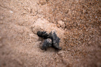 [ẢNH] Bên trong trung tâm nuôi dưỡng loài rùa có nguy cơ tuyệt chủng