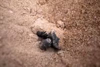 [ẢNH] Bên trong trung tâm nuôi dưỡng loài rùa có nguy cơ tuyệt chủng