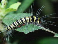 [ẢNH] Mẹo xử lý ban đầu khi bị côn trùng cắn