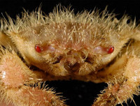 [ẢNH] Những sinh vật 