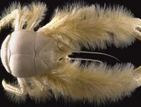 [ẢNH] Những sinh vật 