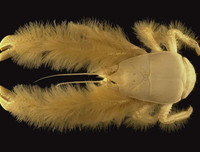 [ẢNH] Những sinh vật 