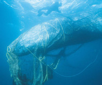 [ẢNH] Rác thải nhựa đang giết chết động vật như thế nào?