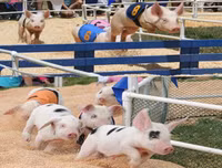 [ẢNH] Top 10 cuộc thi kỳ quặc và hài hước nhất thế giới