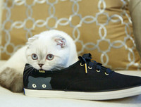 [ẢNH] Giật mình trước tài sản kếch xù của những thú cưng giàu nhất thế giới