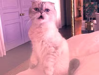 [ẢNH] Giật mình trước tài sản kếch xù của những thú cưng giàu nhất thế giới