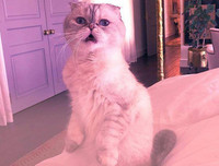 [ẢNH] Giật mình trước tài sản kếch xù của những thú cưng giàu nhất thế giới