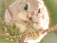 [ẢNH] Top 8 loài động vật sở hữu ngoại hình đáng yêu trên thế giới