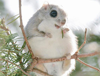 [ẢNH] Top 8 loài động vật sở hữu ngoại hình đáng yêu trên thế giới