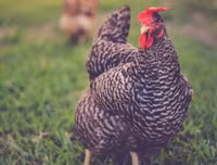 [ẢNH] Giật mình trước tài sản kếch xù của những thú cưng giàu nhất thế giới