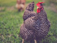 [ẢNH] Giật mình trước tài sản kếch xù của những thú cưng giàu nhất thế giới