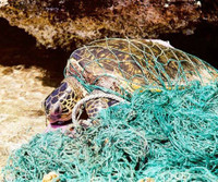 [ẢNH] Rác thải nhựa đang giết chết động vật như thế nào?