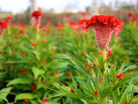 [ẢNH] Bất ngờ với công dụng sức khỏe của những loài cây mang tên động vật