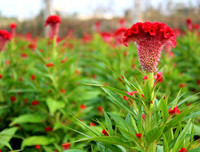 [ẢNH] Bất ngờ với công dụng sức khỏe của những loài cây mang tên động vật