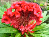 [ẢNH] Bất ngờ với công dụng sức khỏe của những loài cây mang tên động vật