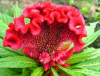 [ẢNH] Bất ngờ với công dụng sức khỏe của những loài cây mang tên động vật