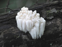 [ẢNH] Chiêm ngưỡng những loài thực vật 