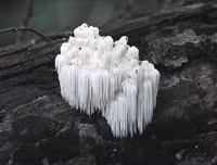 [ẢNH] Chiêm ngưỡng những loài thực vật 