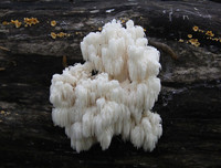 [ẢNH] Chiêm ngưỡng những loài thực vật 