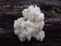 [ẢNH] Chiêm ngưỡng những loài thực vật 