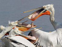 [ẢNH] Khả năng đặc biệt đến khó tin của những động vật kỳ lạ trên thế giới