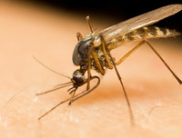 [ẢNH] Những loài động vật là ổ chứa tự nhiên của nhiều virus 