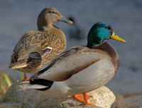 [ẢNH] Những loài chim bay cao không tưởng khiến con người phải kinh ngạc