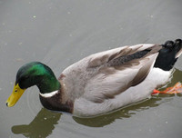 [ẢNH] Những loài chim bay cao không tưởng khiến con người phải kinh ngạc