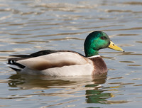 [ẢNH] Những loài chim bay cao không tưởng khiến con người phải kinh ngạc