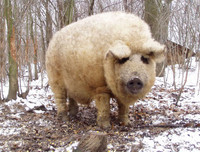 [ẢNH] Sửng sốt với hình ảnh những loài động vật kỳ lạ nhất hành tinh