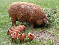 [ẢNH] Sửng sốt với hình ảnh những loài động vật kỳ lạ nhất hành tinh