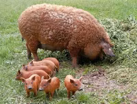 [ẢNH] Sửng sốt với hình ảnh những loài động vật kỳ lạ nhất hành tinh