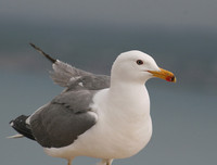 [ẢNH] Cận cảnh những loài chim nguy hiểm nhất thế giới