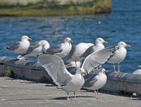 [ẢNH] Cận cảnh những loài chim nguy hiểm nhất thế giới