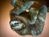 [ẢNH] Những khám phá thú vị về thế giới động vật khiến nhiều người phải kinh ngạc