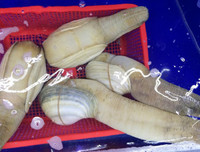 [ẢNH] Top những động vật sống 